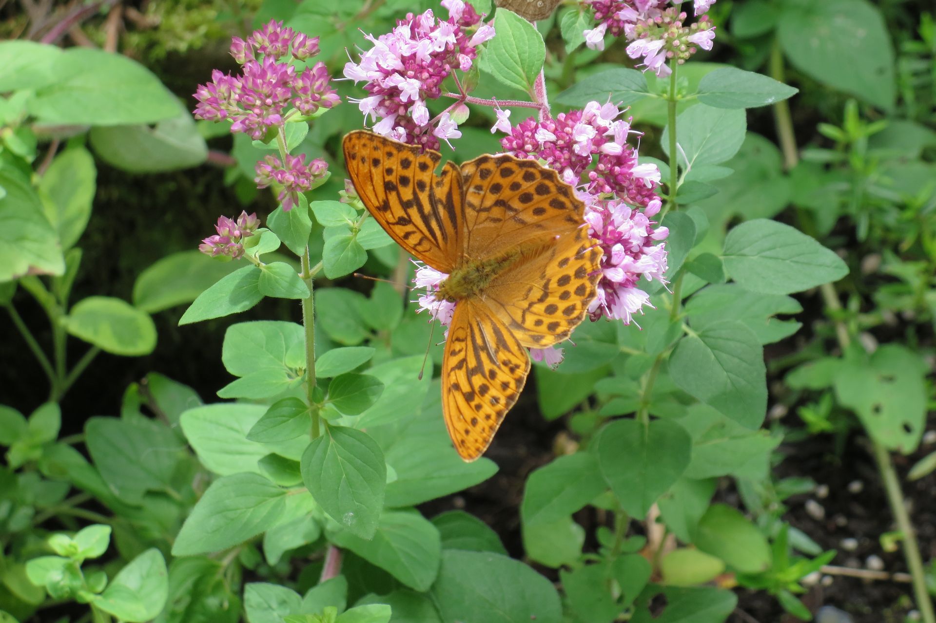 Schmetterling Kaisermantel auf Oregano